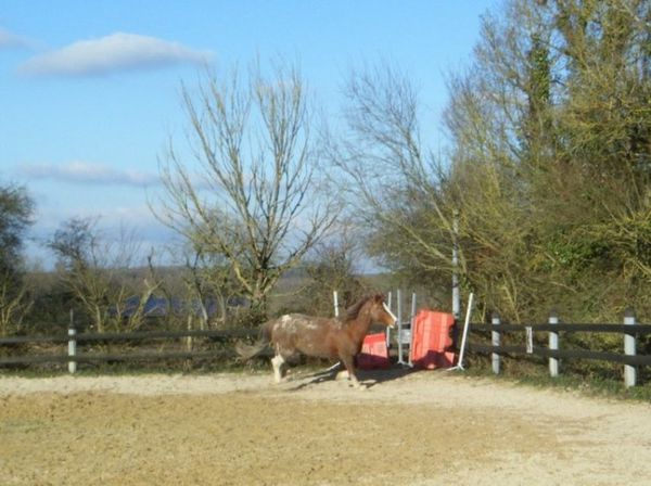 cheval-liberte.JPG