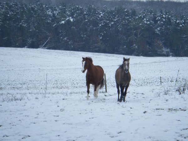 cheval neige poulain pré hiver
