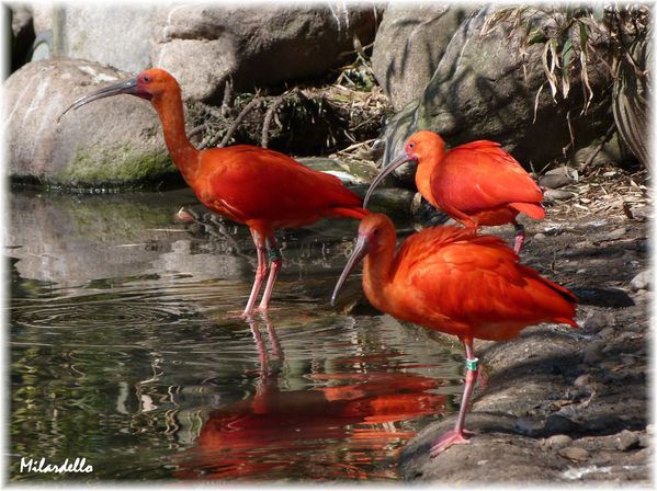 ibis-rouge-4.JPG