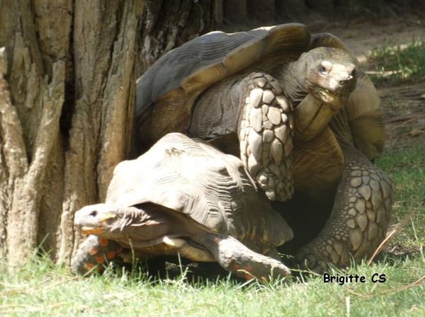 tortues2