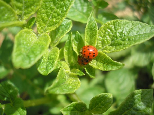 coccinelle asiatique