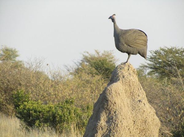 Pintade Namibie
