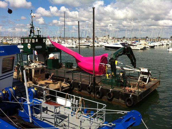 Baleine rose
