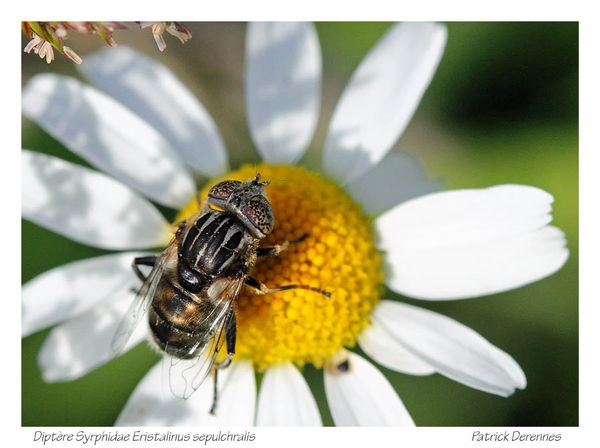 pot-pourri-5-2438Eristalinus-sepulch.jpg