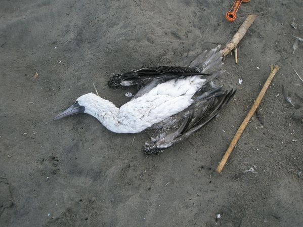 Fou mort sur la plage Lobos Marinos Pérou photo PO Combell