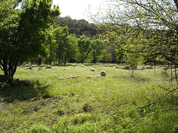 Les moutons (2)