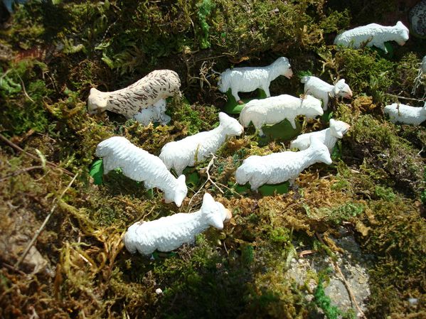 transhumance moutons 018
