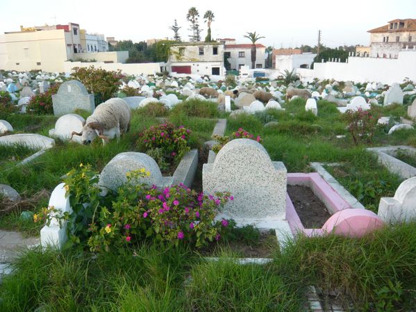 Tanger moutons au cimetière © Bernard Moutin 20110007