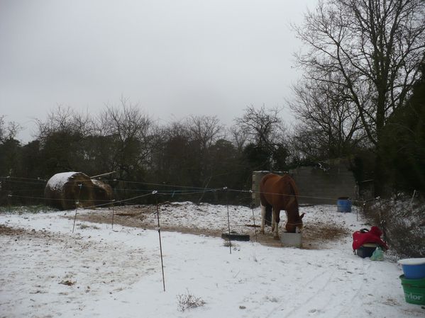 cheval mange paddock neige selle