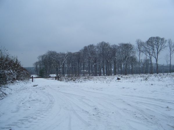 neige forêt