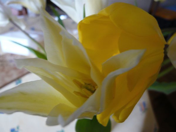 tulipe-classe-et-simple.JPG