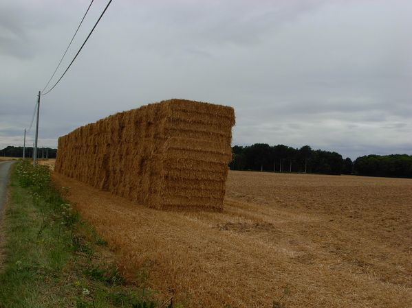 DSCN4681