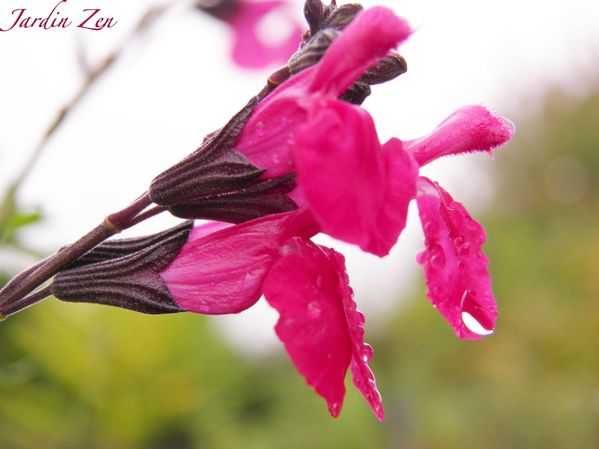 eau sur sauge