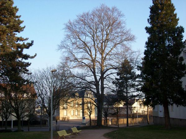 Boulevard Mazagran - 100 0856 (Copier)
