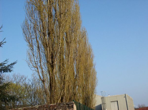 Boulevard Mazagran - 100 5399 (Copier)
