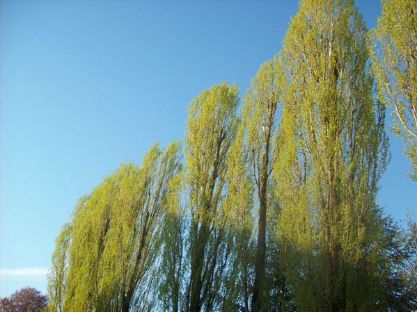 Boulevard Mazagran - 100 7518 (Copier)