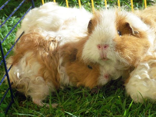 cobayes- photo Estelle s Cavies