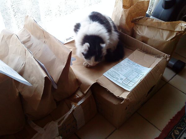 minette