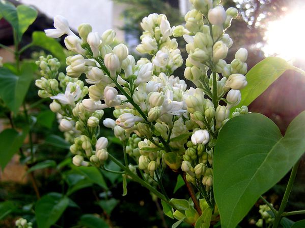 Lilas-blanc--2-.JPG