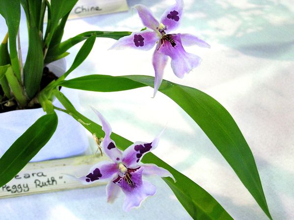 Belleara-Peggy-Ruth.JPG