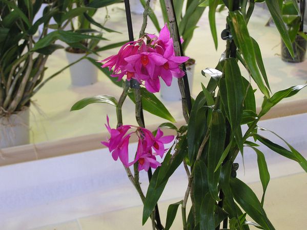 Dendrobium-Sulawesiense.JPG