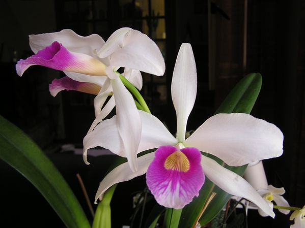 laelia-Purpurata-x-Roxo-Bispo.JPG