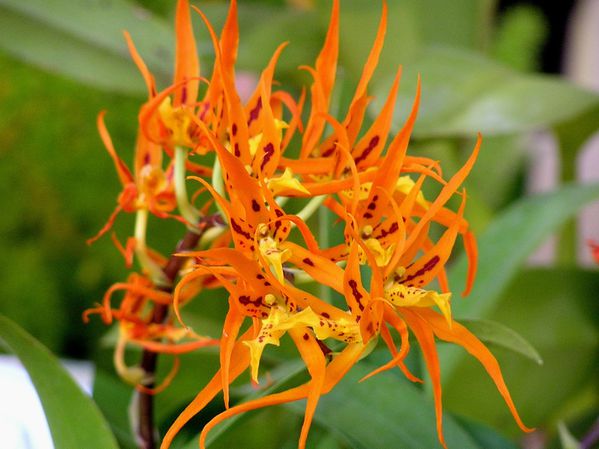 Brassia auriantaca (2)