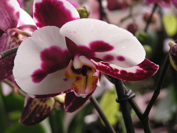 Ph tropic (4)
