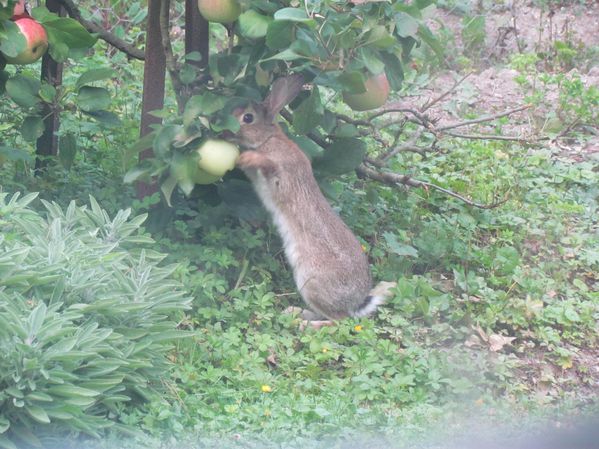 Lapin de Garenne