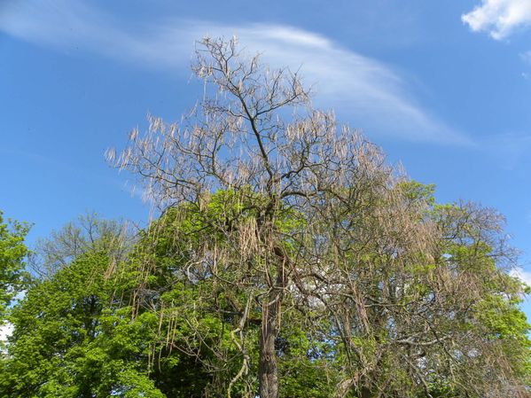 DSCN0549