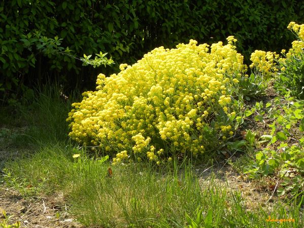 Corbeille d'or