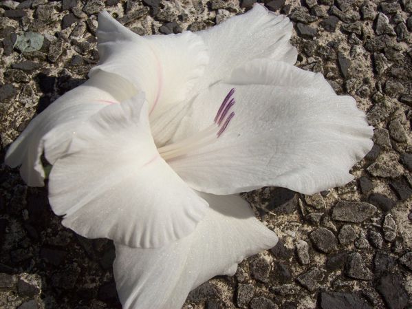Fiore-bianco-purezza.jpg