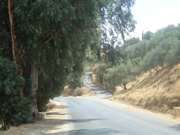 Routes-et-arbres-JPG