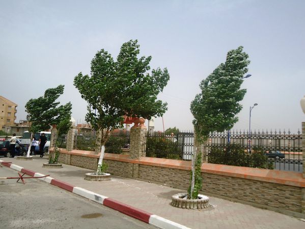 Un-arbre-qui-manque-au-decor-algerien.N-03589.JPG