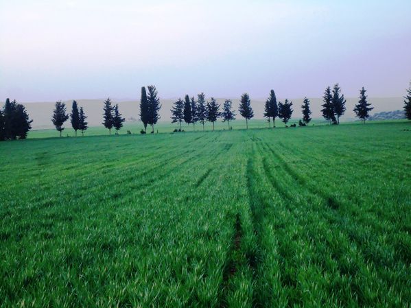 Un champs de céréales. N°2154