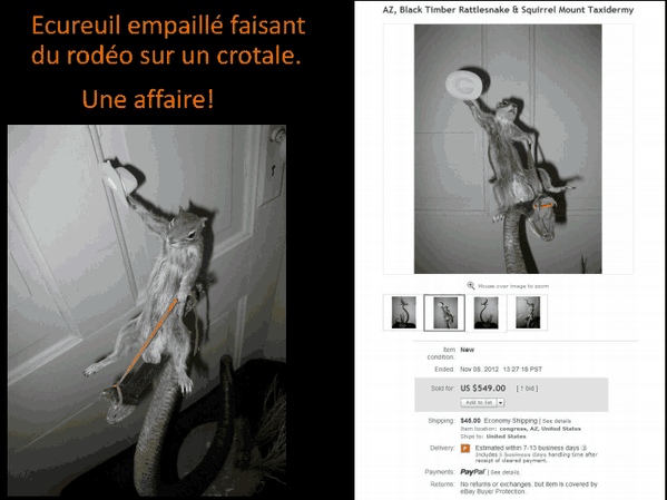 ecureuil.png