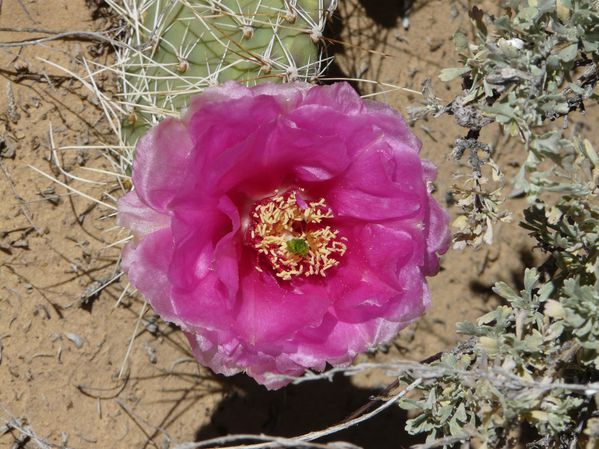 P1130655