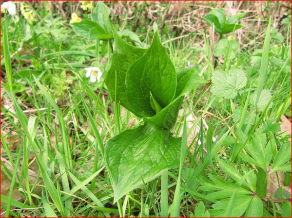 Le printemps de la parisette à quatre feuilles ( Paris quadrifolia ) - La  nature en Lorraine au fil des saisons