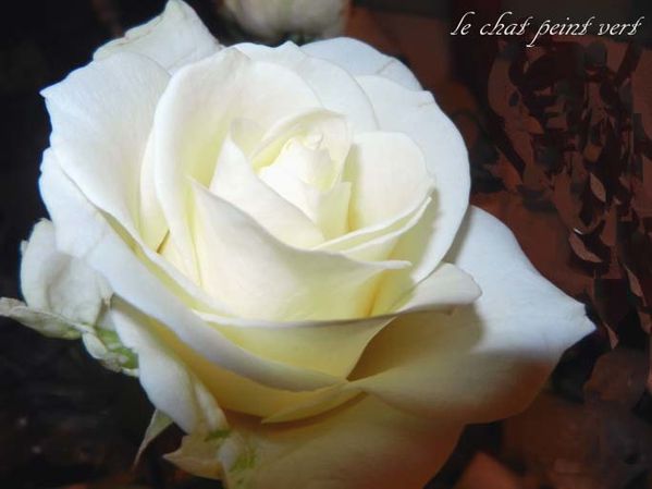 La rose blanche.... 