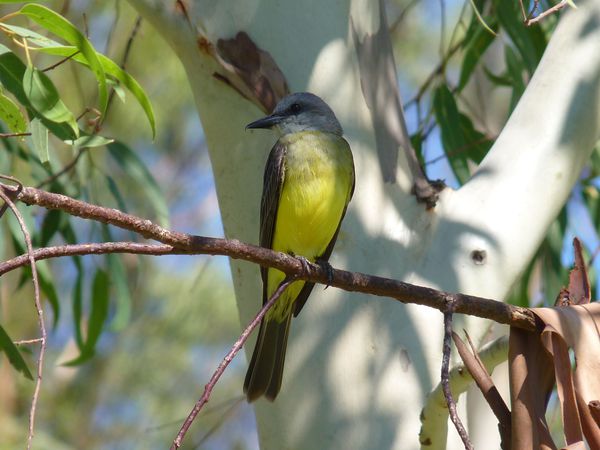 P1070316b Oiseau