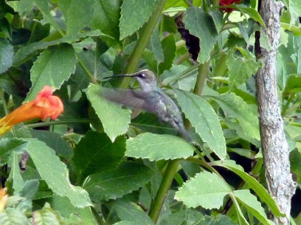 P1070337b colibri