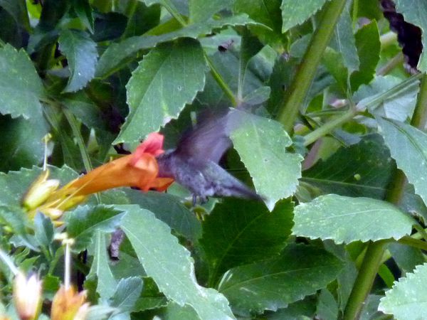 P1070338b colibri