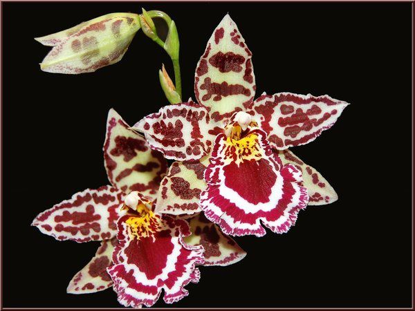 Wild_Orchids_by_photodream.jpg