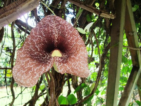 2010 08 22 Jardin Botanique 019 (Medium)