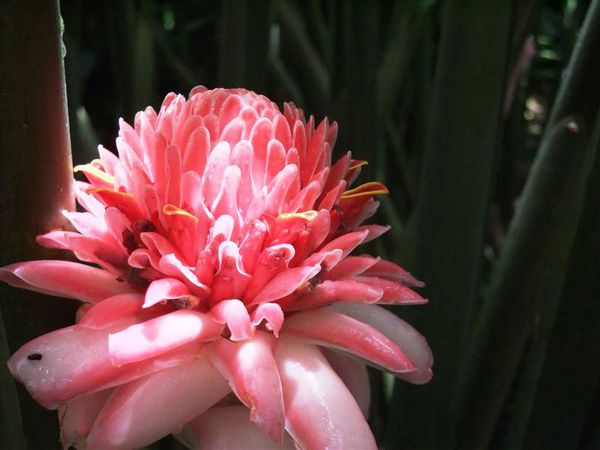 2010 08 22 Jardin Botanique 030 (Medium)