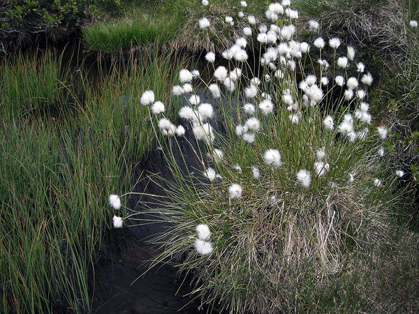 Flore2012-1