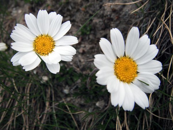 Flore2012-13
