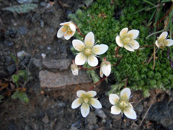 Flore2012-6