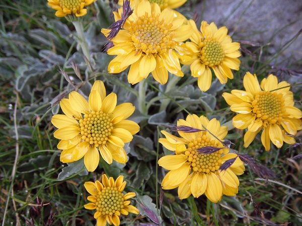 Flore2012-8