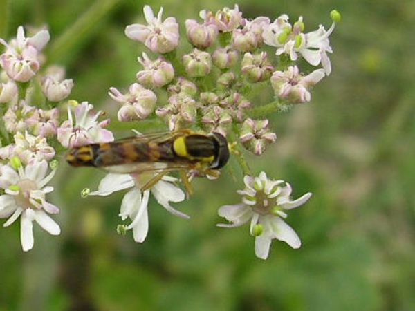 sphaerophore notée syrphidés